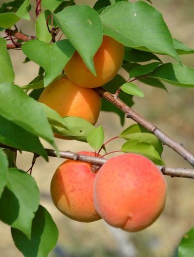 La 1^ Sagra dell’Albicocca Tonda di Costigliole Saluzzo (CN) si svolgerà sabato 9 e domenica 10 luglio