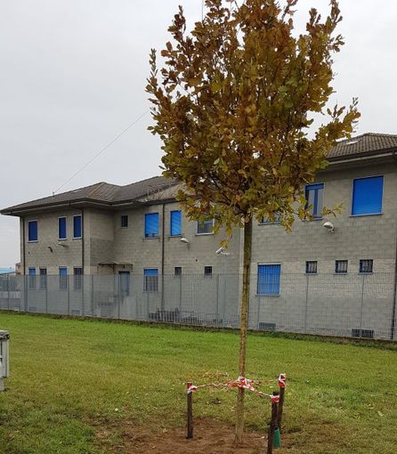 La quercia piantata in via Borsellino La quercia piantata in via Borsellino