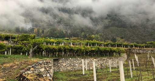 Nasce la rubrica "Itinerari - strada dei vigneti alpini": il vino eccellente che arriva dalla montagna Nasce la rubrica "Itinerari - strada dei vigneti alpini": il vino eccellente che arriva dalla montagna