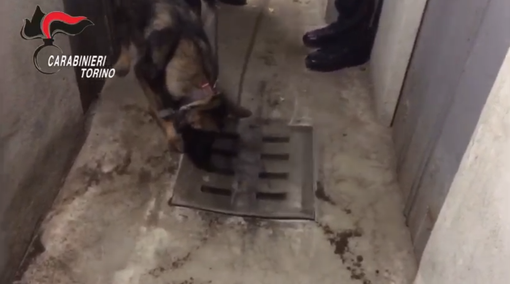 Cane antidroga annusa in un tombino