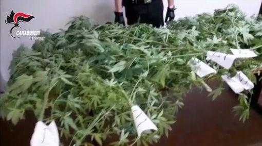 Producono marijuana a km zero nel giardino di casa: arrestata coppia di conviventi