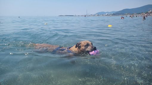 Estate da bollino rosso e afa, pericolo anche per i cani