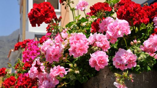 I "Balconi fioriti" di Verolengo I "Balconi fioriti" di Verolengo