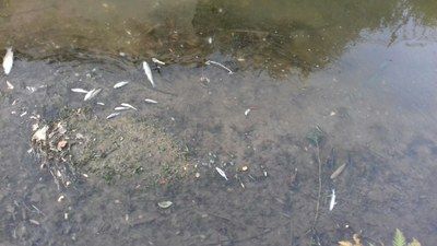 moria di pesci a leinì moria di pesci a leinì