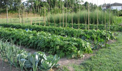 Orti urbani: i chivassesi possono tornare a coltivare Orti urbani: i chivassesi possono tornare a coltivare