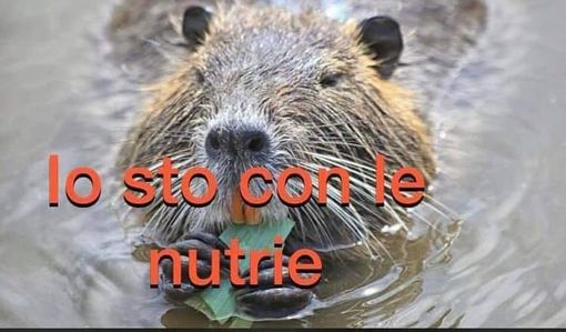 "Le catturano e le uccidono come nei campi di concentramento": polemica a Brandizzo sul contenimento delle nutrie "Le catturano e le uccidono come nei campi di concentramento": polemica a Brandizzo sul contenimento delle nutrie