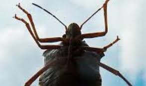 Cimice dell'olmo negli appartamenti a Torino: i consigli per contrastarne la diffusione Cimice dell'olmo negli appartamenti a Torino: i consigli per contrastarne la diffusione