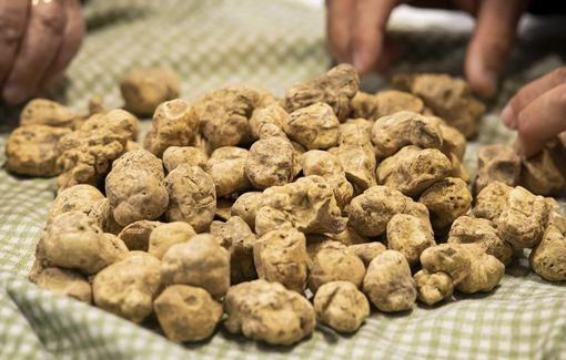 Domenica la Fiera Nazionale del tartufo bianco di Montechiaro d'Asti. Il programma completo Domenica la Fiera Nazionale del tartufo bianco di Montechiaro d'Asti. Il programma completo