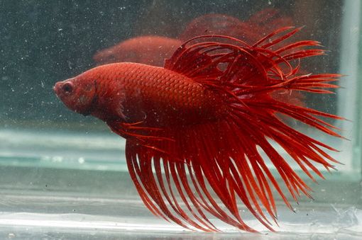 Piacenza: a Petsfestival, dal 19 al 20 ottobre, c’è il Betta Show! Piacenza: a Petsfestival, dal 19 al 20 ottobre, c’è il Betta Show!