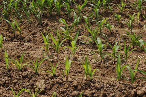 La bioeconomia resiste alla pandemia e da lavoro a 2 mln di persone, ma in Piemonte non sfonda