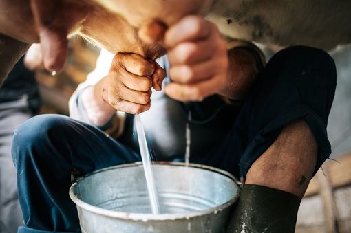 Coronavirus, Cia Piemonte: "No a speculazioni e sciacallaggio su latte e allevatori" Coronavirus, Cia Piemonte: "No a speculazioni e sciacallaggio su latte e allevatori"