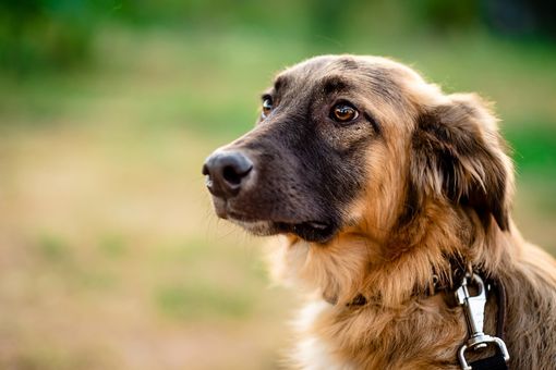 Pancreatite nel cane: terapie e consigli Pancreatite nel cane: terapie e consigli