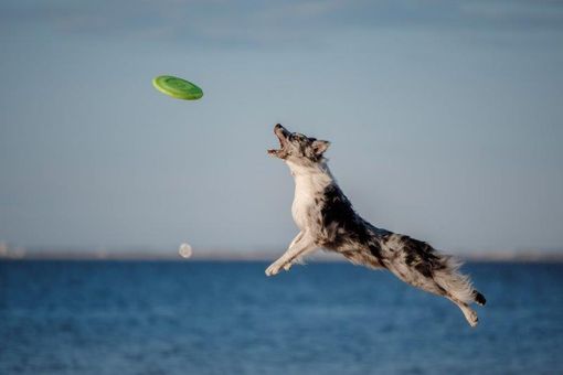 Petsfestival 2021: una fiera dedicata ai cani e alle loro attitudini