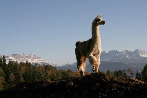 Petsfestival 2021: vieni a conoscere l’alpaca