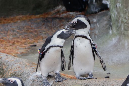 pinguini africani pinguini africani