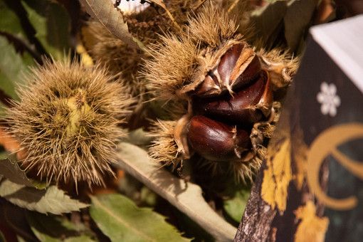 Foto di Barbara Guazzone Foto di Barbara Guazzone