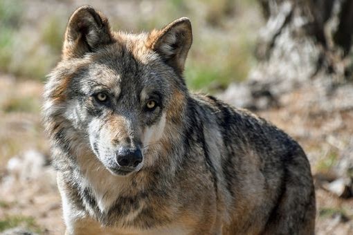 San Raffaele Cimena, trovate sei pecore morte: si ipotizza aggressione di lupi