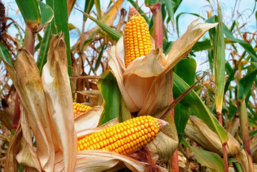 Mais e soia, una giornata dimostrativa alla Fondazione Podere Pignatelli