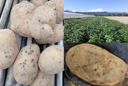 Convegno «Emergenza Elateridi su Patata» Quali strategie per Il futuro?