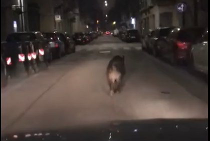 Incredibile, ma vero: un cinghiale nel bel mezzo di via Ormea a Torino [VIDEO]