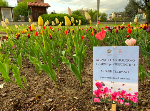 Il parco di Crescentino si riempie di colore: sbocciati i fiori di &quot;Messer Tulipano&quot;