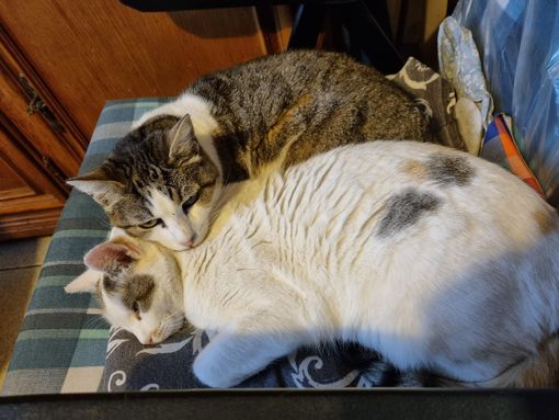 8 agosto Giornata del gatto