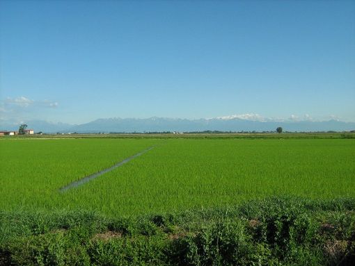 Le risaie di Crescentino Le risaie di Crescentino