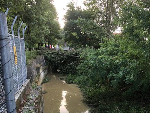 albero caduto volpiano albero caduto volpiano