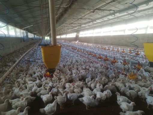 Aviaria a Chivasso, Coldiretti: "Evitiamo gli inutili allarmismi" Aviaria a Chivasso, Coldiretti: "Evitiamo gli inutili allarmismi"