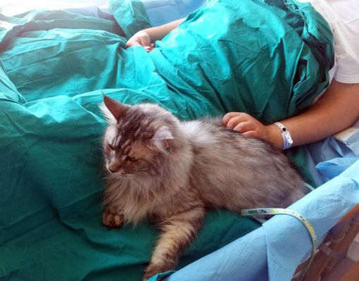 pet therapy