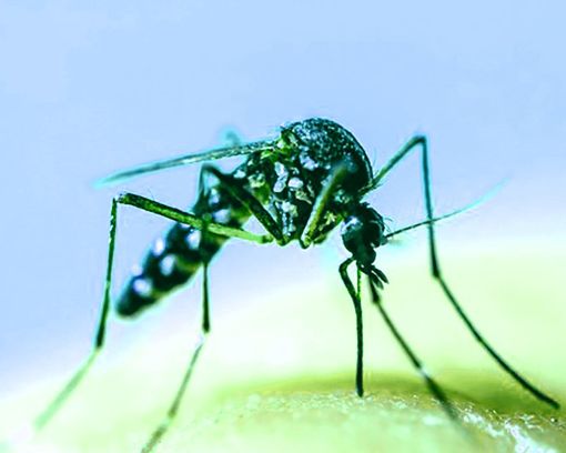 E’ ricominciata la lotta alle zanzare su tutto il territorio di Chivasso E’ ricominciata la lotta alle zanzare su tutto il territorio di Chivasso