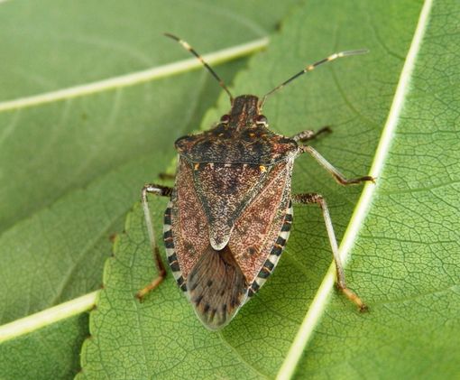 Cimice asiatica: in Piemonte prosegue il lavoro di squadra per il contrasto all’emergenza fitosanitaria Cimice asiatica: in Piemonte prosegue il lavoro di squadra per il contrasto all’emergenza fitosanitaria