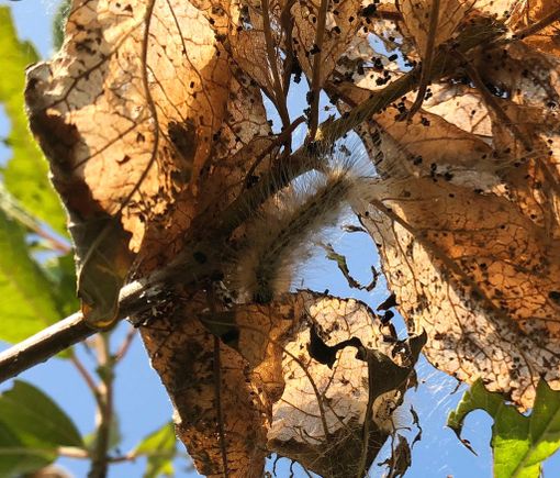 Segnalazioni di bruchi a Volpiano, ma non si tratta di processionaria Segnalazioni di bruchi a Volpiano, ma non si tratta di processionaria