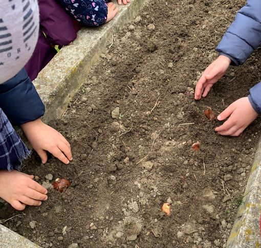 Tulipani per la pace a San Mauro
