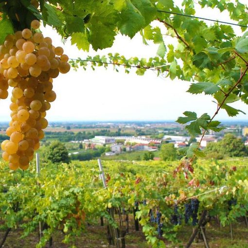 Polemica in Canavese da parte dei produttori di Erbaluce