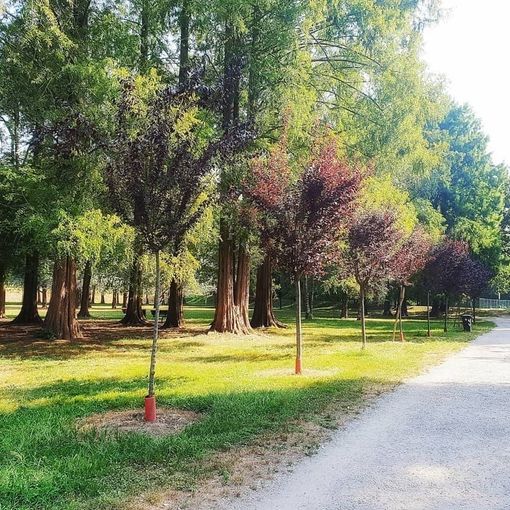 Mercoledì 9 si svolgerà la Fiera Agricola del Beato Angelo Carletti al Parco Mauriziano