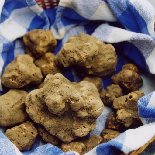 A Montiglio Monferrato torna la Fiera del Tartufo