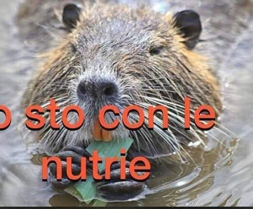 &quot;Le catturano e le uccidono come nei campi di concentramento&quot;: polemica a Brandizzo sul contenimento delle nutrie