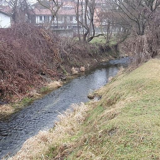 Troppe nutrie a Brandizzo, scatta la multa per chi viene beccato a dar loro da mangiare
