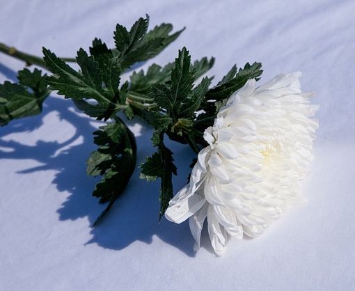 Athena Onoranze Funebri: servizi funerari economici a Torino e provincia