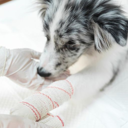 La Rogna nel Cane: Informazioni utili e consigli per un trattamento efficace