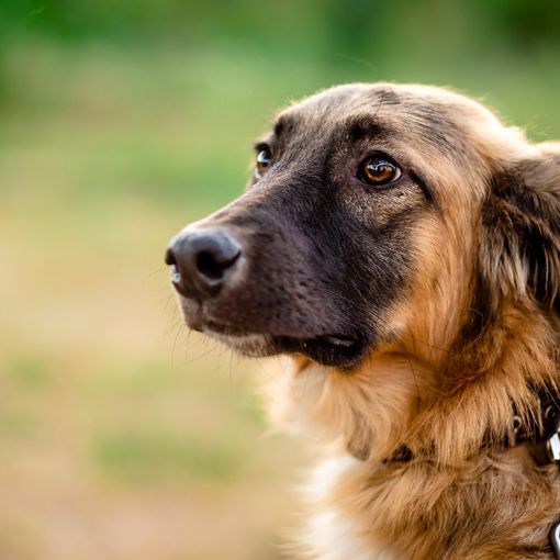 Pancreatite nel cane: terapie e consigli