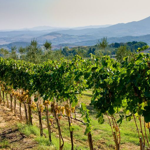 Il vitigno Ciliegiolo e l’uva della Maremma Toscana