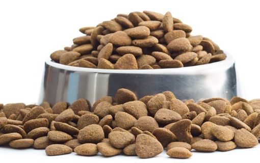 Alimentare il proprio cane, alcune importanti considerazioni