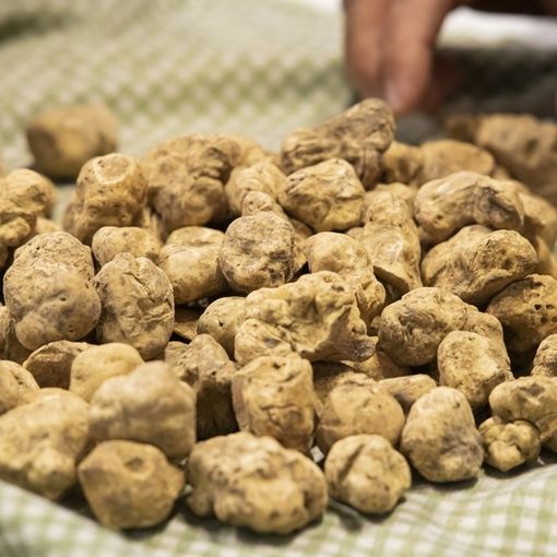 Domenica la Fiera Nazionale del tartufo bianco di Montechiaro d'Asti. Il programma completo