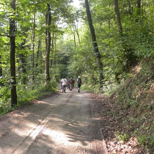 Il bosco del Vaj
