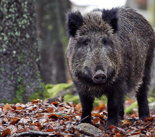 Un cinghiale nel bosco