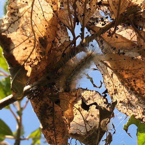 Segnalazioni di bruchi a Volpiano, ma non si tratta di processionaria