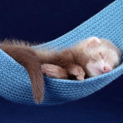 Petsfestival 2021: gli esotici e altri animali