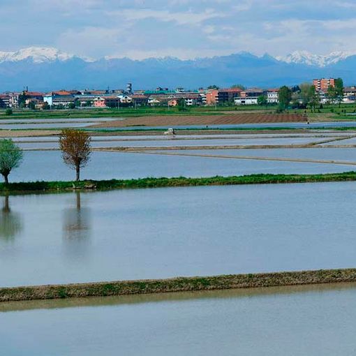 campo coltivato pieno d'acqua